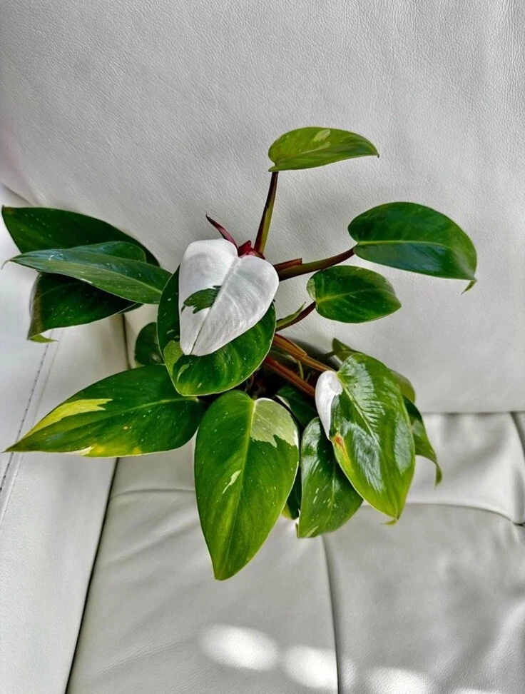 Philodendron White Princess Live Plant - Potted Houseplant - Image 1