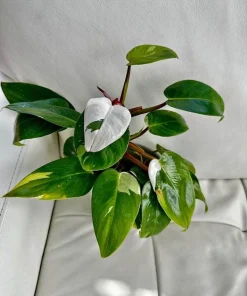 Philodendron White Princess Live Plant - Rare Variegated Houseplant Potted - Image 1