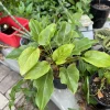 Philodendron Xanadu Live Plant – Tropical Split Leaf Houseplant – Indoor - Image 1