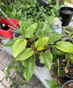 Philodendron Xanadu Live Plant – Tropical Split Leaf Houseplant – Indoor - Image 1