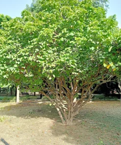 Physic Nut Tree Seeds - Jatropha Curcas Bio-Diesel Plant - 10 Seeds - Outdoor - Image 2