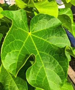 Physic Nut Tree Seeds - Jatropha Curcas Bio-Diesel Plant - 10 Seeds - Outdoor - Image 3