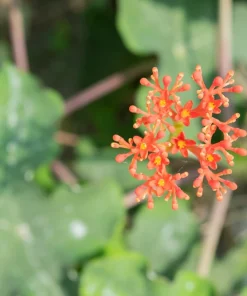 Physic Nut Tree Seeds - Jatropha Curcas Bio-Diesel Plant - 10 Seeds - Outdoor - Image 4