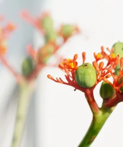 Physic Nut Tree Seeds - Jatropha Curcas Bio-Diesel Plant - 10 Seeds - Outdoor - Image 5