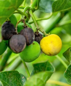 Physic Nut Tree Seeds - Jatropha Curcas Bio-Diesel Plant - 10 Seeds - Outdoor - Image 6