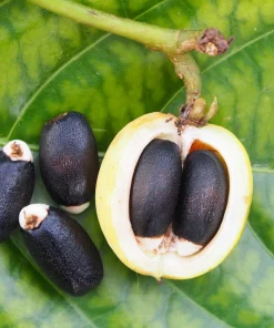 Physic Nut Tree Seeds - Jatropha Curcas Bio-Diesel Plant - 10 Seeds - Outdoor - Image 7