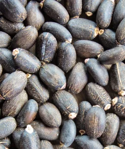 Physic Nut Tree Seeds - Jatropha Curcas Bio-Diesel Plant - 10 Seeds - Outdoor - Image 8