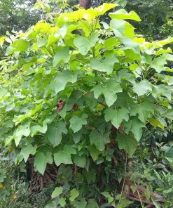 Physic Nut Tree Seeds - Jatropha Curcas Bio-Diesel Plant - 10 Seeds - Outdoor - Image 9
