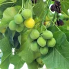 Physic Nut Tree Seeds - Jatropha Curcas Bio-Diesel Plant - 10 Seeds - Outdoor - Image 1