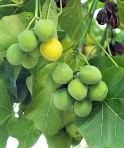 Physic Nut Tree Seeds - Jatropha Curcas Bio-Diesel Plant - 10 Seeds - Outdoor - Image 1