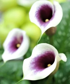 Picasso Calla Lily Bulbs - 3 Pack - White & Purple Bicolor Flowers - Easy Grow - Image 2