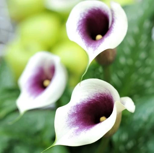Picasso Calla Lily Bulbs - 3 Pack - White & Purple Bicolor Flowers - Easy Grow - Image 2