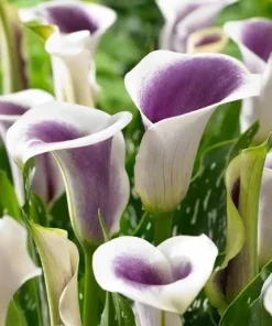 Picasso Calla Lily Bulbs - 3 Pack - White & Purple Bicolor Flowers - Easy Grow - Image 3