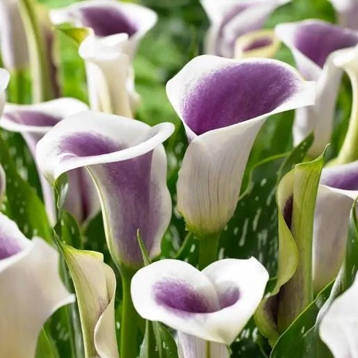 Picasso Calla Lily Bulbs - 3 Pack - White & Purple Bicolor Flowers - Easy Grow - Image 3
