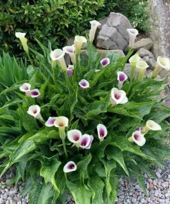 Picasso Calla Lily Bulbs - 3 Pack - White & Purple Bicolor Flowers - Easy Grow - Image 4