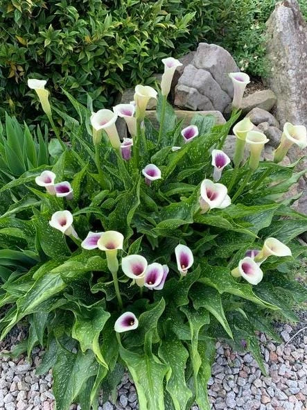 Picasso Calla Lily Bulbs - 3 Pack - White & Purple Bicolor Flowers - Easy Grow - Image 4