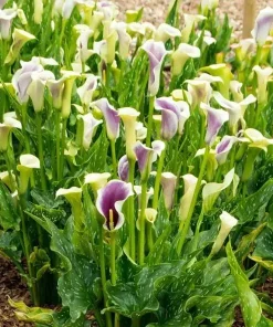 Picasso Calla Lily Bulbs - 3 Pack - White & Purple Bicolor Flowers - Easy Grow - Image 5