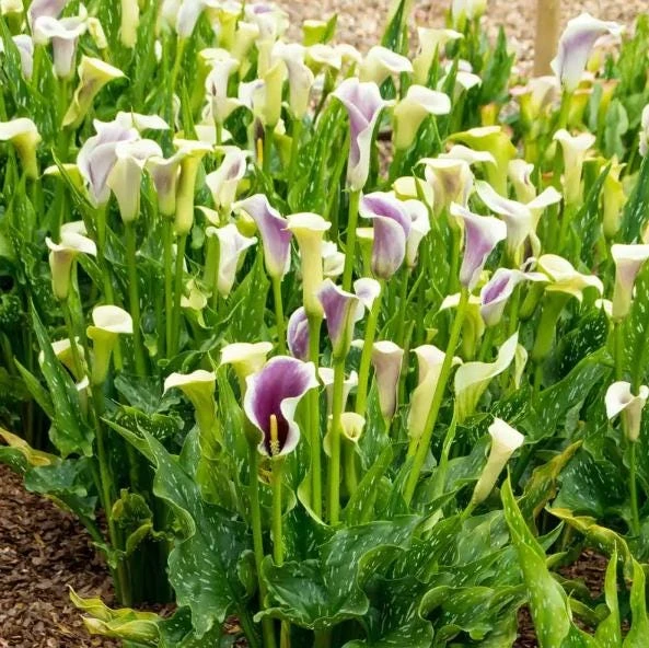 Picasso Calla Lily Bulbs - 3 Pack - White & Purple Bicolor Flowers - Easy Grow - Image 5