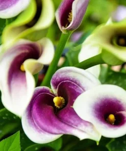 Picasso Calla Lily Bulbs - 3 Pack - White & Purple Bicolor Flowers - Easy Grow - Image 6