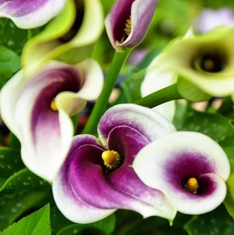 Picasso Calla Lily Bulbs - 3 Pack - White & Purple Bicolor Flowers - Easy Grow - Image 6