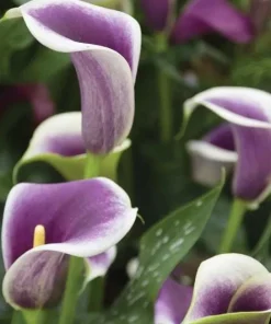 Picasso Calla Lily Bulbs - 3 Pack - White & Purple Bicolor Flowers - Easy Grow - Image 7
