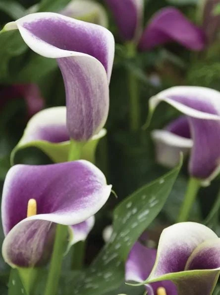 Picasso Calla Lily Bulbs - 3 Pack - White & Purple Bicolor Flowers - Easy Grow - Image 7