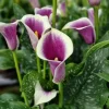 Picasso Calla Lily Bulbs - 3 Pack - White & Purple Bicolor Flowers - Easy Grow - Image 1
