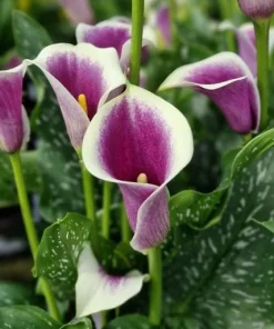 Picasso Calla Lily Bulbs - 3 Pack - White & Purple Bicolor Flowers - Easy Grow - Image 1
