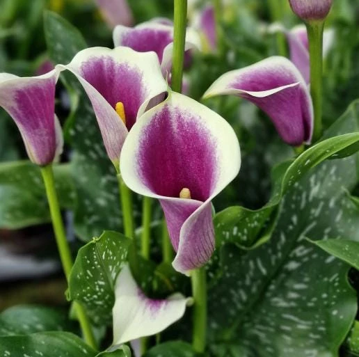 Picasso Calla Lily Bulbs - 3 Pack - White & Purple Bicolor Flowers - Easy Grow - Image 1