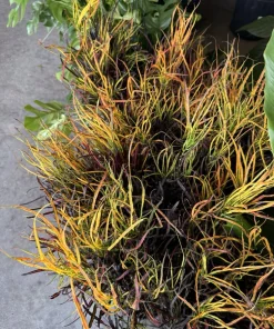 Picasso's Paintbrush Croton Live Plant - Colorful Codiaeum variegatum Houseplant - Image 1