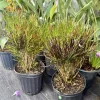 Picasso's Paintbrush Croton Live Plant - Colorful Codiaeum Variegatum - Image 1