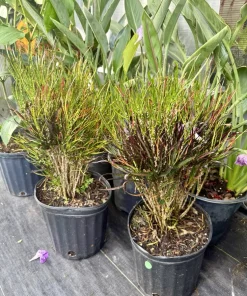Picasso's Paintbrush Croton Live Plant - Colorful Codiaeum Variegatum - Image 1