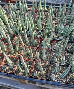 Pickle Plant Live Succulent – Delosperma echinatum – 2in & 4in Pot Sizes – Indoor/Outdoor - Image 2