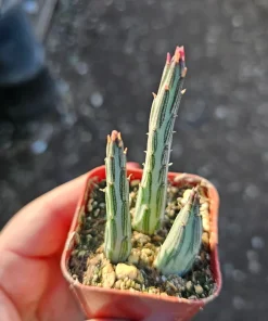 Pickle Plant Live Succulent – Delosperma echinatum – 2in & 4in Pot Sizes – Indoor/Outdoor - Image 3
