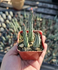 Pickle Plant Live Succulent – Delosperma echinatum – 2in & 4in Pot Sizes – Indoor/Outdoor - Image 1