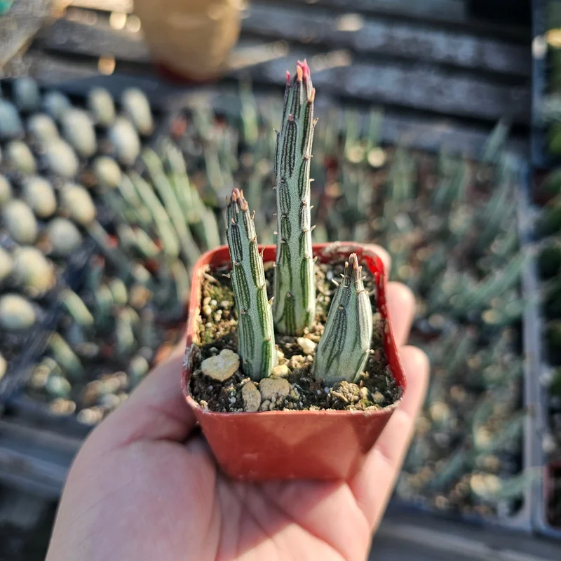 Pickle Plant Live Succulent – Delosperma echinatum – 2in & 4in Pot Sizes – Indoor/Outdoor - Image 1