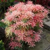 Pieris 'Flaming Silver Andromeda Plant Variegated Evergreen with Red Spring Growth & White Flowers Japanese Andromeda Plant #1 Container Size - Image 1