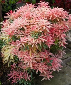 Pieris 'Flaming Silver Andromeda Plant Variegated Evergreen with Red Spring Growth & White Flowers Japanese Andromeda Plant #1 Container Size - Image 1