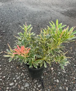 Pieris 'Flaming Silver Andromeda Plant Variegated Evergreen with Red Spring Growth & White Flowers Japanese Andromeda Plant #1 Container Size - Image 7