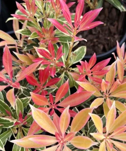 Pieris 'Flaming Silver Andromeda Plant Variegated Evergreen with Red Spring Growth & White Flowers Japanese Andromeda Plant #1 Container Size - Image 8