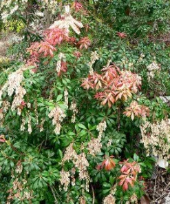 Pieris Japonica 'Karenoma' Live Plant - Japanese Andromeda - Evergreen Shrub - Bell Shaped Fragrant Blooms - #1 Container - Image 10