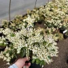 Pieris Japonica 'Karenoma' Live Plant - Japanese Andromeda - Evergreen Shrub - Bell Shaped Fragrant Blooms - #1 Container - Image 1