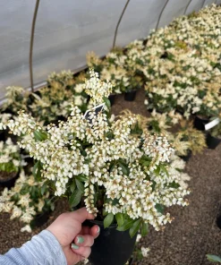 Pieris Japonica 'Karenoma' Live Plant - Japanese Andromeda - Evergreen Shrub - Bell Shaped Fragrant Blooms - #1 Container - Image 1