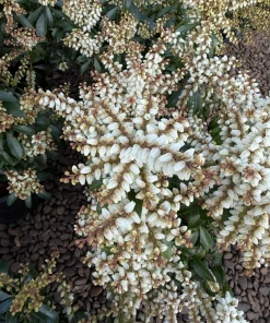 Pieris Japonica 'Karenoma' Live Plant - Japanese Andromeda - Evergreen Shrub - Bell Shaped Fragrant Blooms - #1 Container - Image 7