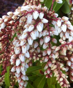 Pieris Japonica 'Karenoma' Live Plant - Japanese Andromeda - Evergreen Shrub - Bell Shaped Fragrant Blooms - #1 Container - Image 8