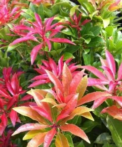 Pieris Japonica 'Karenoma' Live Plant - Japanese Andromeda - Evergreen Shrub - Bell Shaped Fragrant Blooms - #1 Container - Image 9