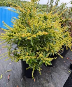 Pieris 'Prelude' Japanese Andromeda Live Plant - White Flowers, #2 Container - Image 2