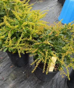 Pieris 'Prelude' Japanese Andromeda Live Plant - White Flowers, #2 Container - Image 3