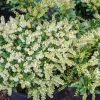 Pieris 'Prelude' Japanese Andromeda Live Plant - White Flowers, #2 Container - Image 1