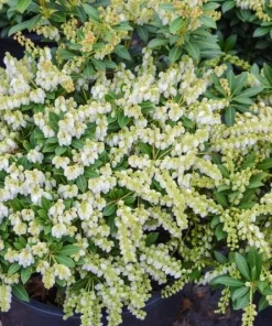 Pieris 'Prelude' Japanese Andromeda Live Plant - White Flowers, #2 Container - Image 1